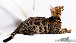 brown rosetted Bengal